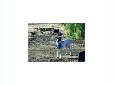 DPDCB-S/M DUNCANS PIG DOG BREAST SML