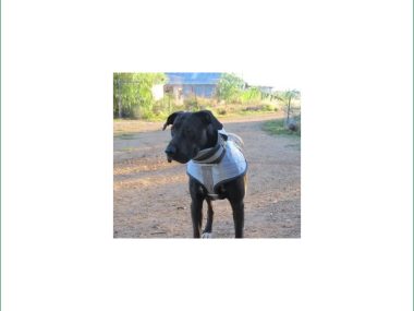 DPDC3/4S DUNCANS PIG DOG 3/4 COLLAR SML