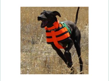 Dog Gear